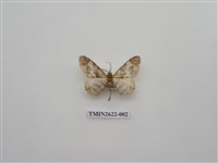 藏品(尺蛾142)的圖片